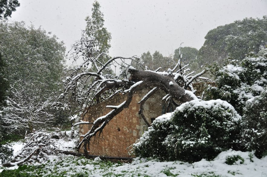 Tree Damage Fallen Tree Snow Maryland DC Virginia
